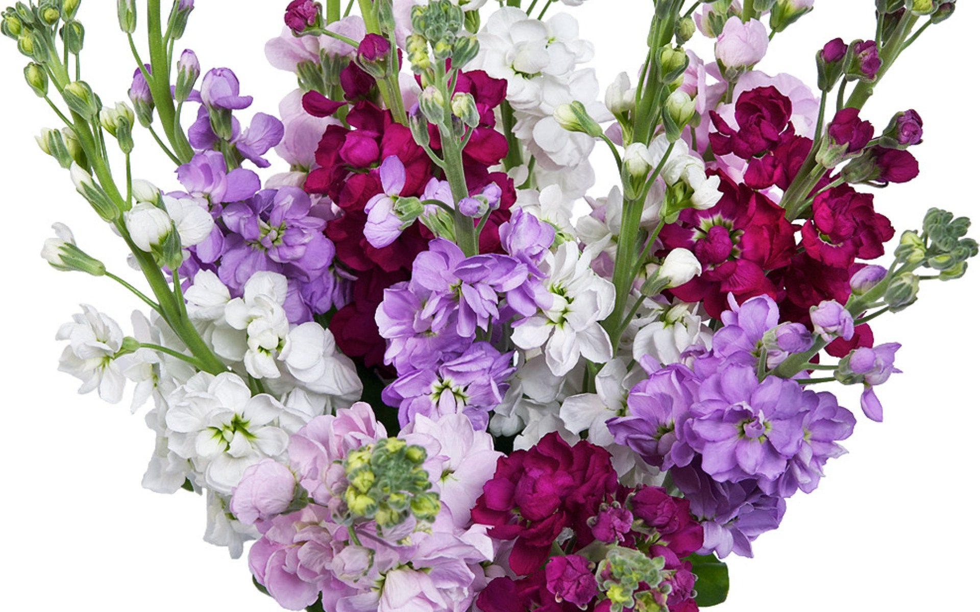 flower shop