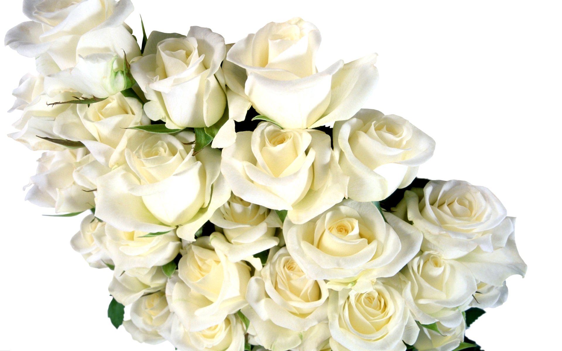 flower shop