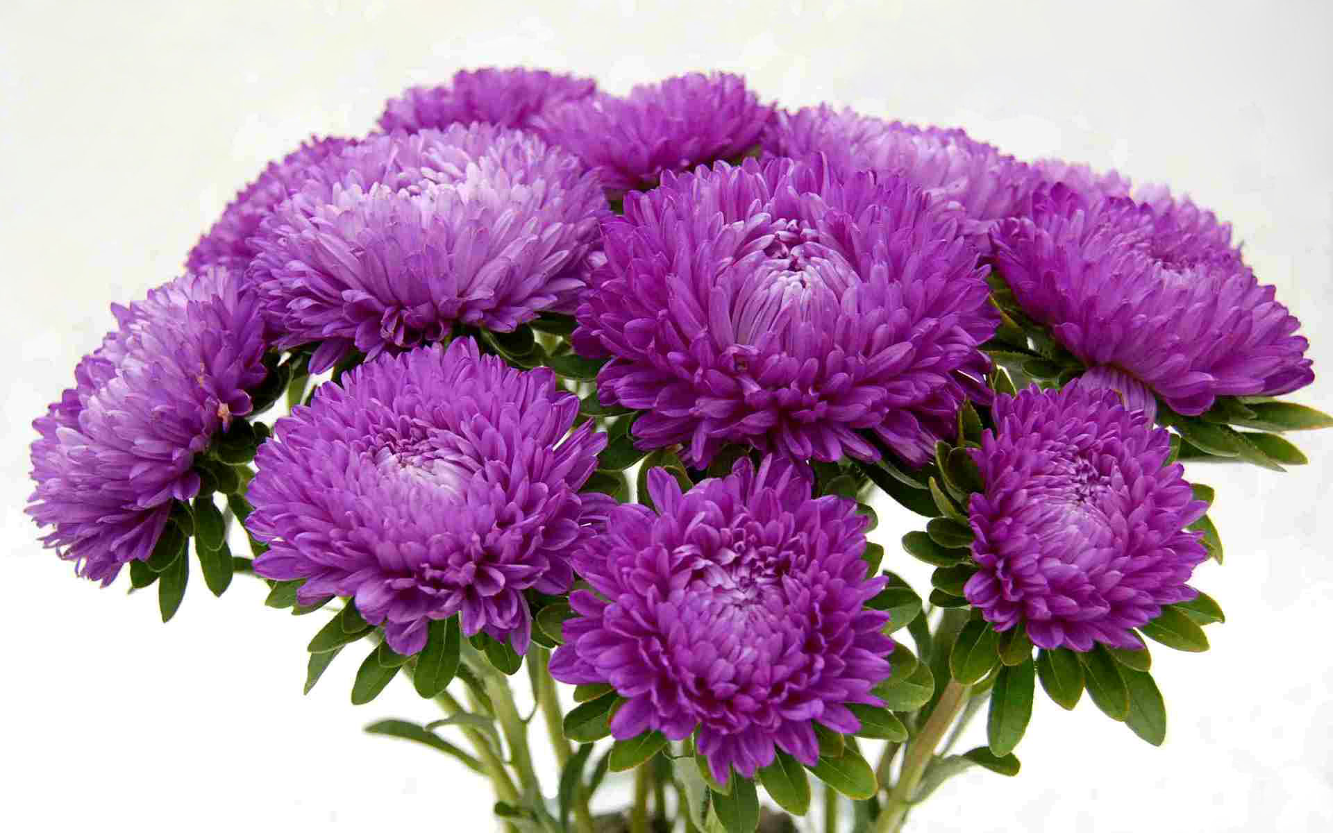 flower shop