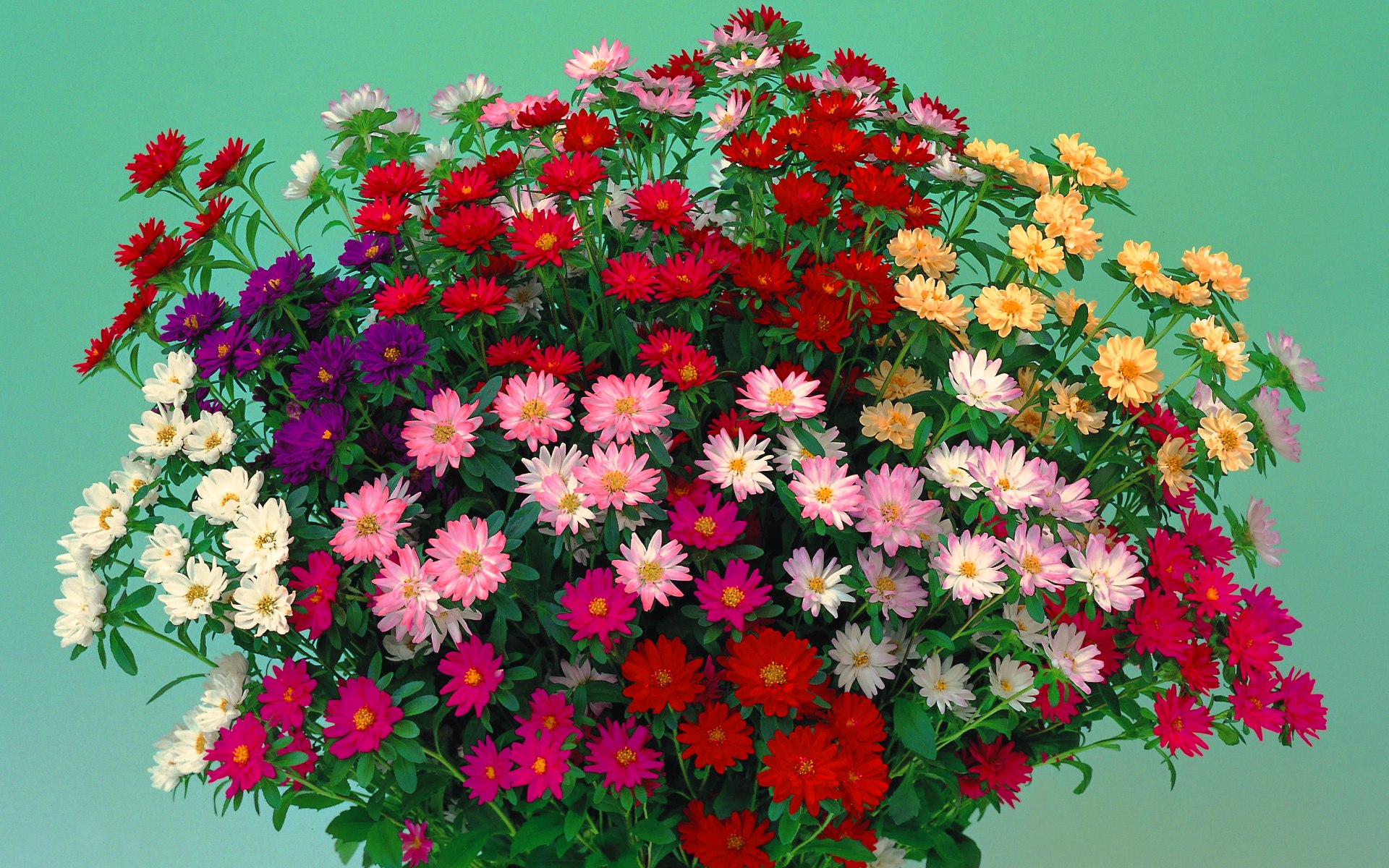 flower shop