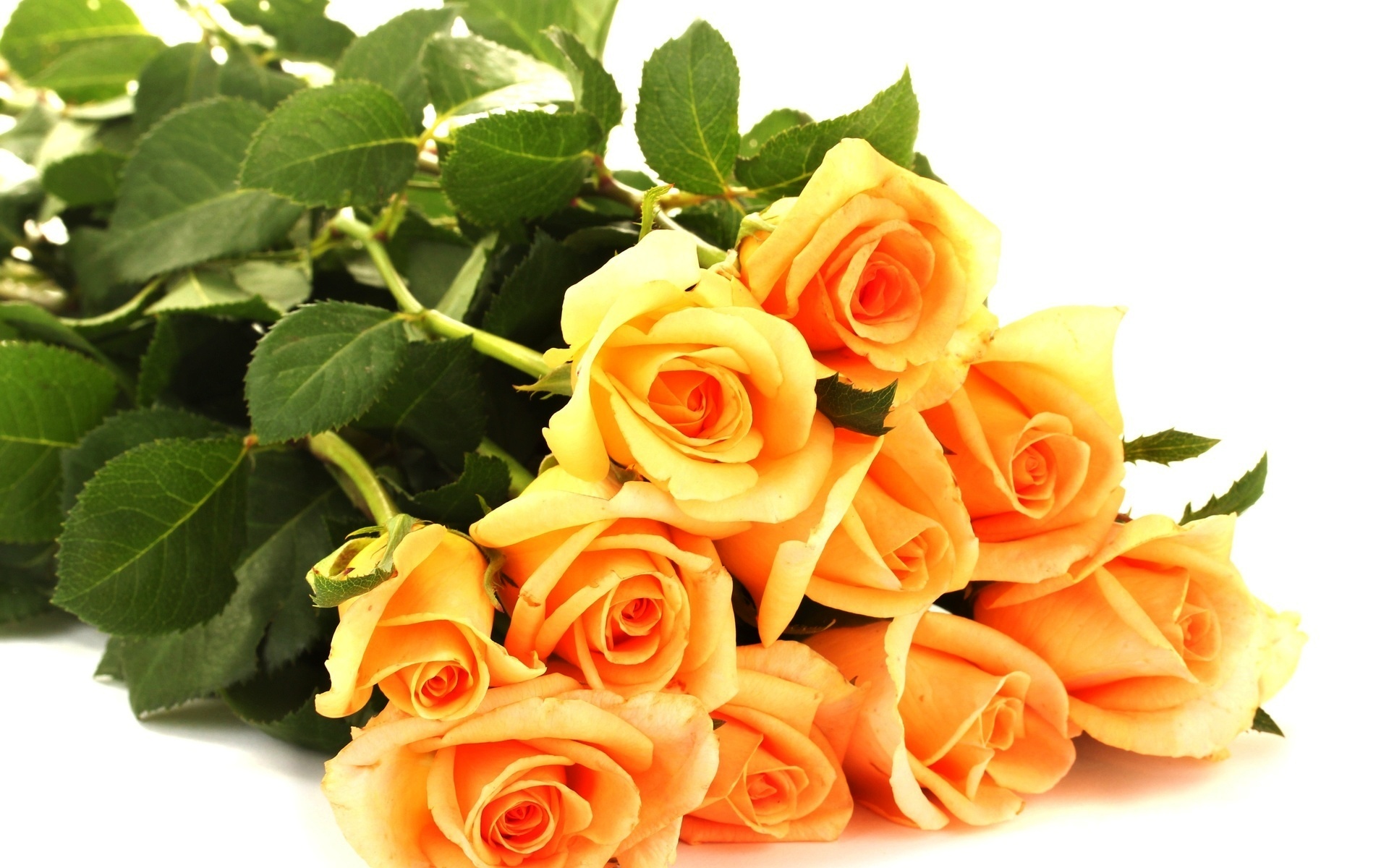 flower shop
