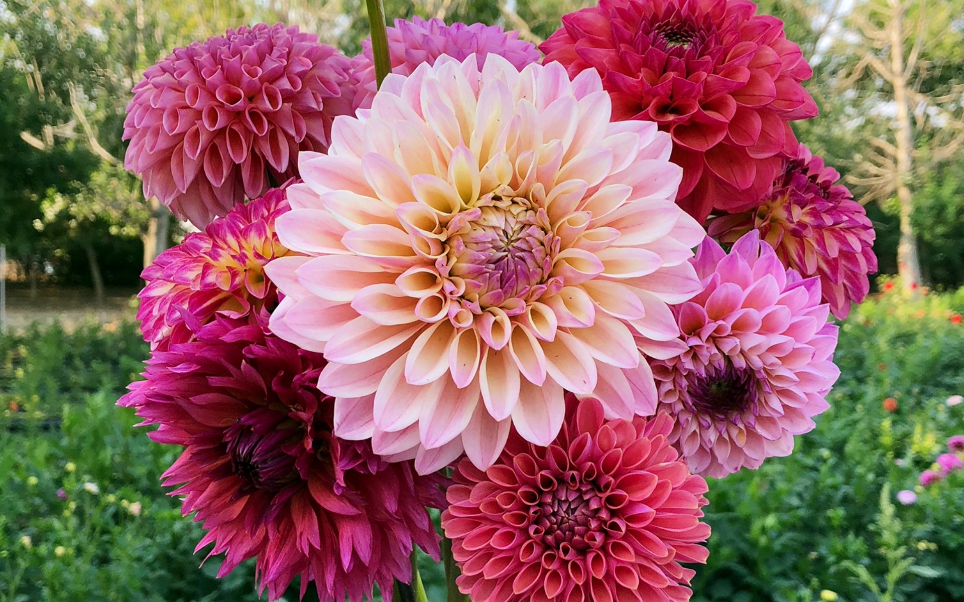 flower shop