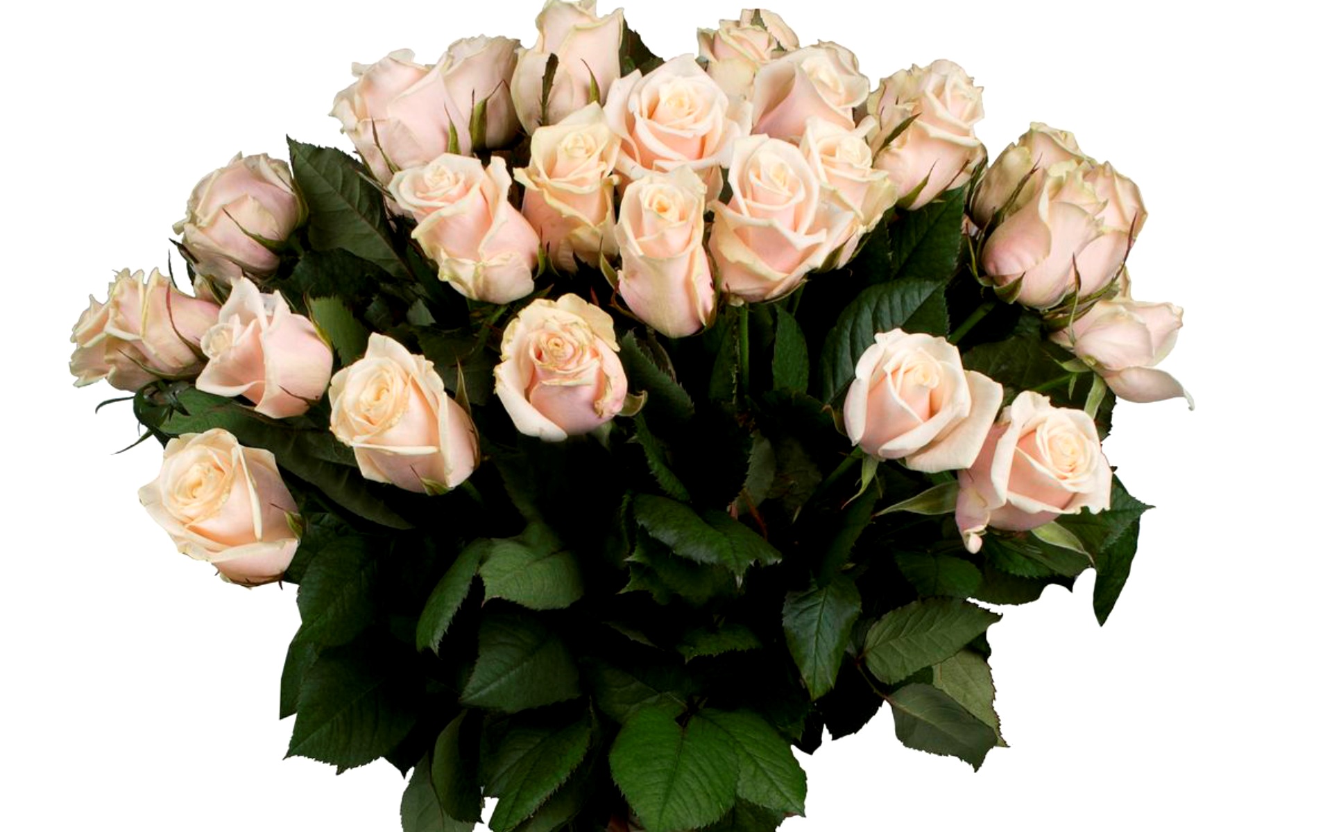 flower shop