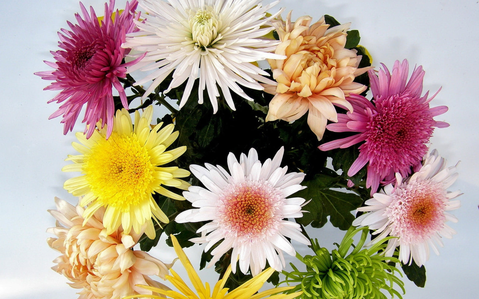 flower shop
