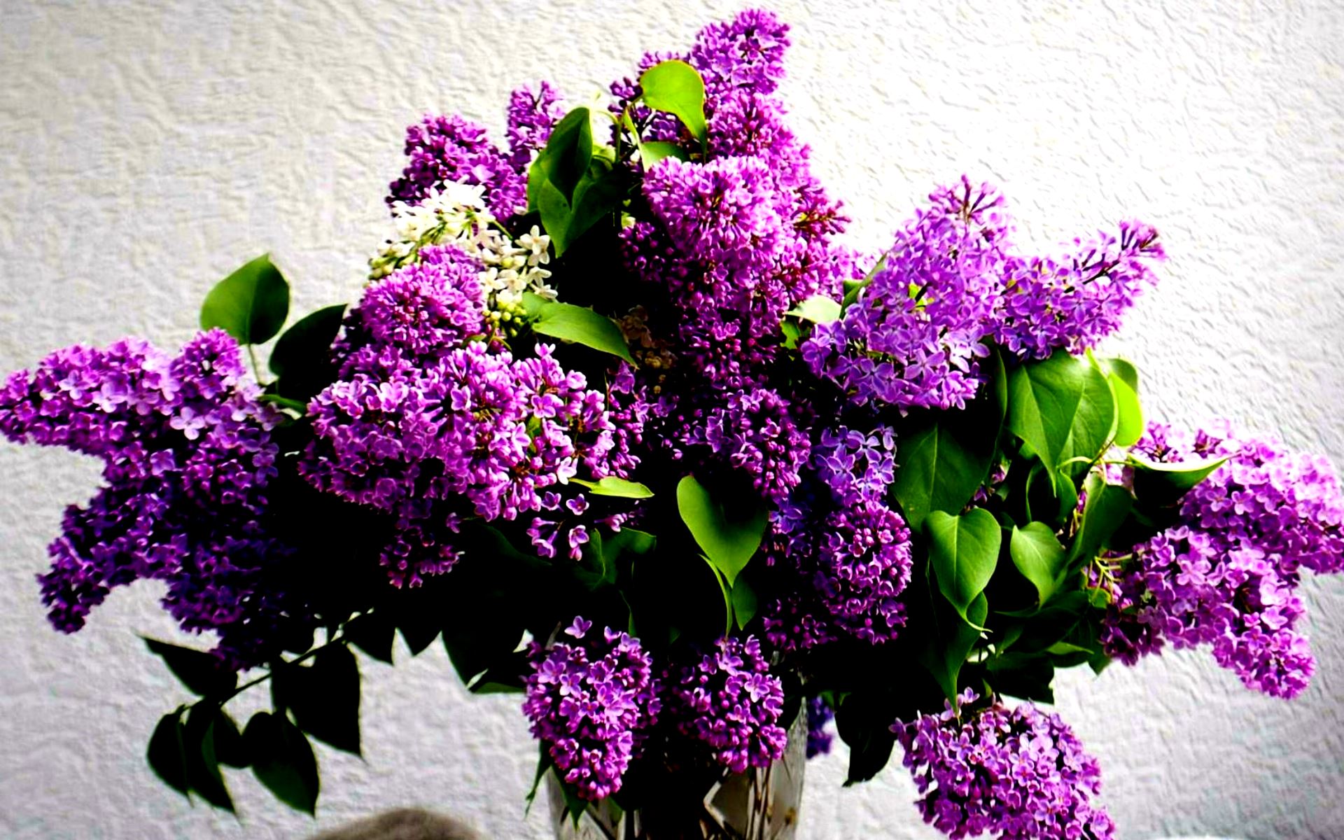flower shop