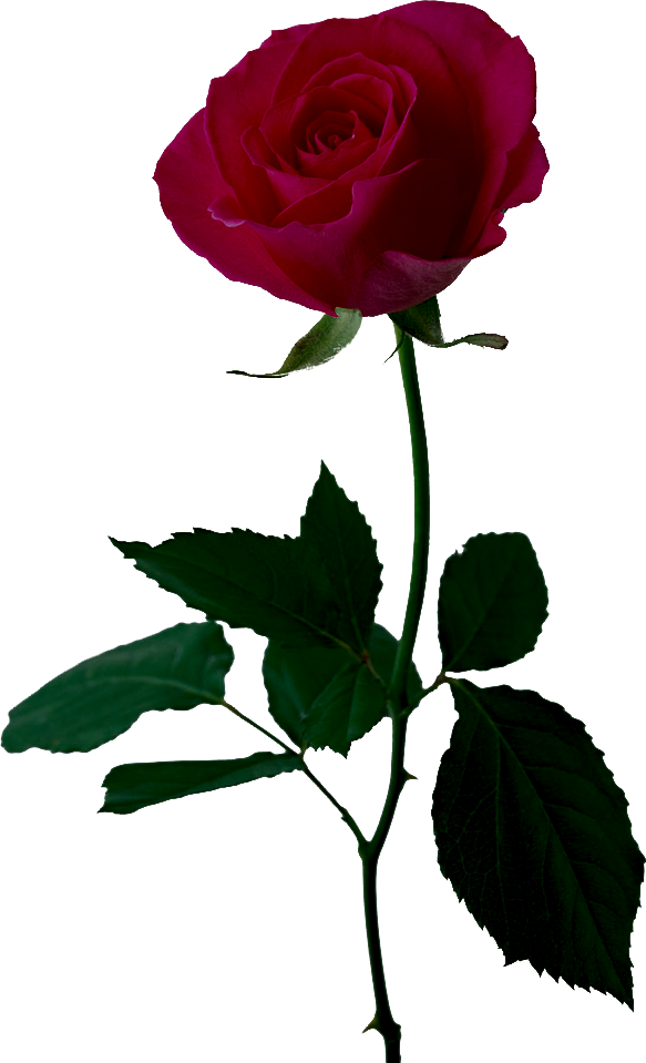 flower shop